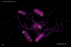 E.coli images